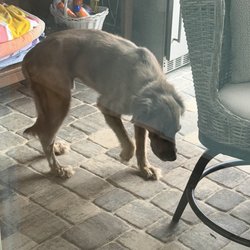 Forever Vets Pet Resort at Pacetti - Hurt paw