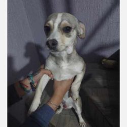 Dogway Dog Rescue Society