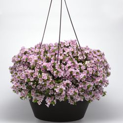 M & L Greenhouse