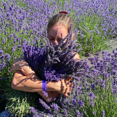 Helvetia Lavender Farm and Christmas Tree Farm by null