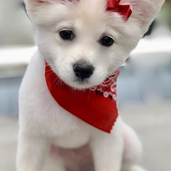 Gentle Touch Pet Salon - Pet Groomers Near Me - McMinnville, Tennessee Gentle Touch Pet Salon - Pet Groomers Near Me - McMinnville, Tennessee
