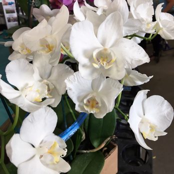 Flora Clay - Great prices for these - Florists Near Me - Los Angeles, California Flora Clay - Great prices for these - Florists Near Me - Los Angeles, California
