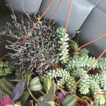 Aeonian Verde Nursery - donkey tail,  wandering jew, and some others - Nurseries & Gardening Near Me - Bell Gardens, California