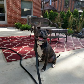 K9 Turbo Training - First day adopted Lady - Pet Training Near Me - Ferndale, Michigan