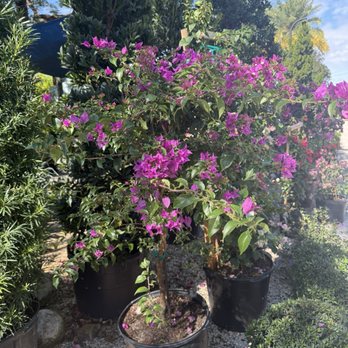 Delray Garden Center - Nurseries & Gardening Near Me - Delray Beach, Florida