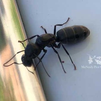 McNeely Pest Control - Pest Control Near Me - Asheville, North Carolina McNeely Pest Control - Pest Control Near Me - Asheville, North Carolina