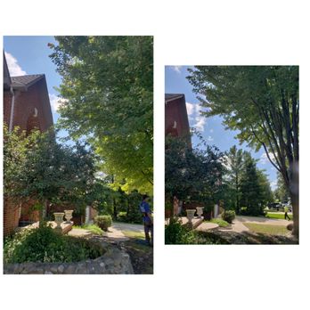 XA&D Tree Services - Maple Tree needed to be trimmed away from the house. - Tree Services Near Me XA&D Tree Services - Maple Tree needed to be trimmed away from the house. - Tree Services Near Me