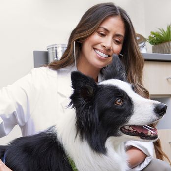 Vetco Total Care - Veterinarians Near Me - Folsom, California Vetco Total Care - Veterinarians Near Me - Folsom, California