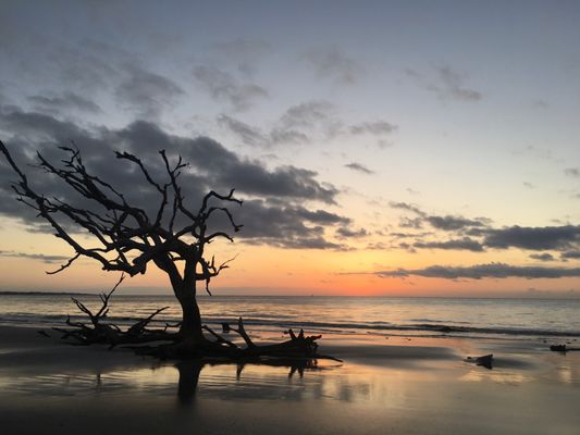 Driftwood Beach by null
