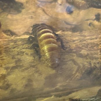 Greenburgh Nature Center - Cockroach - Hiking Near Me - Scarsdale, New York