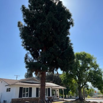 Acosta Tree Service - Before removal - Tree Services Near Me Acosta Tree Service - Before removal - Tree Services Near Me