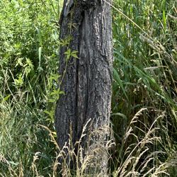 JamesTree