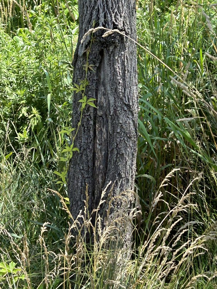 JamesTree - tree service in North Royalton, OH