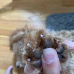 Kara's Paw-Fect Grooming Salon - Razor sharp nails