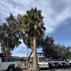 Before Palm Tree Trimming