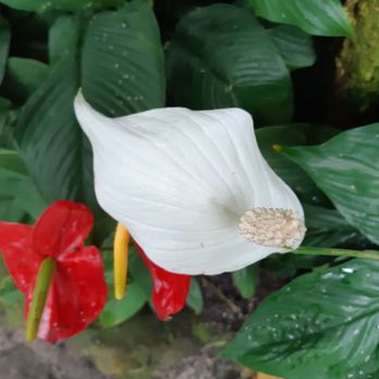 Bloedel Conservatory - Botanical Gardens Near Me - Vancouver, British Columbia