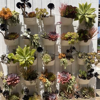 Superbloom - Cute plant wall next to bathroom - Coffee & Tea Near Me - San Diego, California