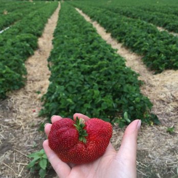 R&D.M.Co- HAND PICKED STRAWBERRY TEE Strawberry Farm T-shirt