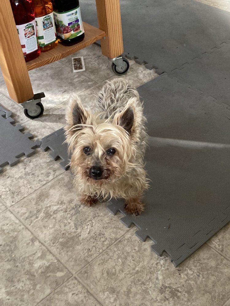 MUDDY MUTTS MOBILE GROOMING SALON Updated July 2024 31 Photos 916