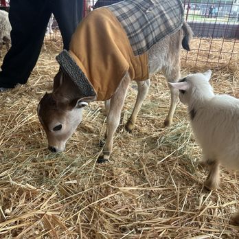 Los Angeles County Fair - Festivals Near Me - Pomona, California Los Angeles County Fair - Festivals Near Me - Pomona, California