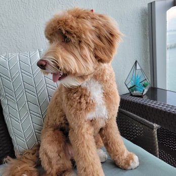 Miami Dog Spaw - Pet Groomers Near Me - Miami, Florida Miami Dog Spaw - Pet Groomers Near Me - Miami, Florida
