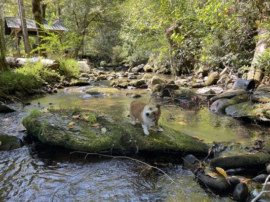 Roaring Fork Motor Nature Trail by null