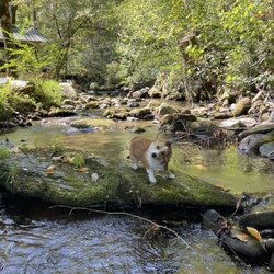 Roaring Fork Motor Nature Trail - Shaky time