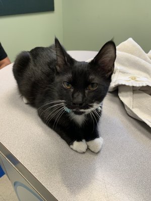 vca miller robertson