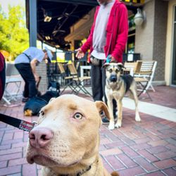 Cinnaholic - Dog Training by cinnaholics. @cimarron_1