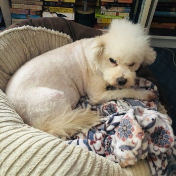 Groomingdales - Here we see a diva doggo, contemplating which shoes of mine he's planning to shit in. - Pet Groomers Near Me - Hawthorne, California