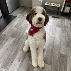 Camp Bow Wow - Liberty - Boaz after being groomed, and I love how cute the groomer made him.