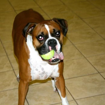Circle Kennels - Pet Sitting Near Me - Woodbine, Maryland Circle Kennels - Pet Sitting Near Me - Woodbine, Maryland
