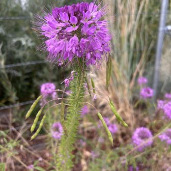 Reno Food Systems - Nurseries & Gardening Near Me - Reno, Nevada Reno Food Systems - Nurseries & Gardening Near Me - Reno, Nevada