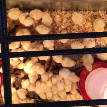 Rural King - Baby chicks - Home & Garden Near Me - Vandalia, Illinois
