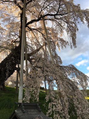 Miharu Takizakura by null