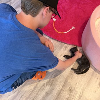 Cat Cafe Maui - Pet Adoption Near Me - Kahului, Hawaii