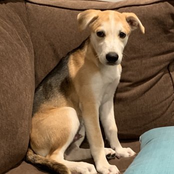 Caring Songs Rescue - Ollie ready for bedtime. - Pet Adoption Near Me Caring Songs Rescue - Ollie ready for bedtime. - Pet Adoption Near Me