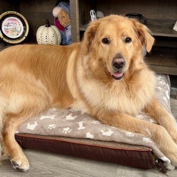 Pooch Pawlor Spa - My Teddy boy smells amazing and looks so clean and handsome. Everyone was so nice and accommodating. Will be back - Pet Groomers Near Me - Glendale, California