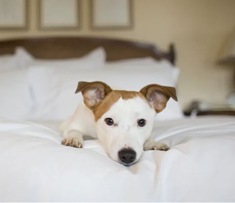 Corry's Toxin Free Dry Cleaners