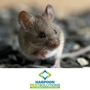 Harpoon Pest Solutions - Pest Control Near Me - Upper Chichester, Pennsylvania Harpoon Pest Solutions - Pest Control Near Me - Upper Chichester, Pennsylvania