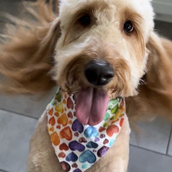 Isela's Pet Grooming - My dog Lexi in her cheerful state after her grooming visit - Pet Groomers Near Me - Whittier, California Isela's Pet Grooming - My dog Lexi in her cheerful state after her grooming visit - Pet Groomers Near Me - Whittier, California