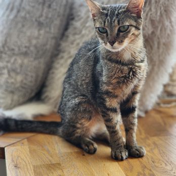 Meow Dyer Cat Cafe - Pet Adoption Near Me - Leonardtown, Maryland Meow Dyer Cat Cafe - Pet Adoption Near Me - Leonardtown, Maryland