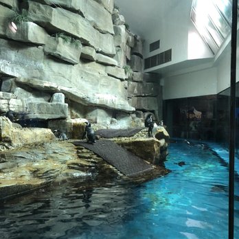 Shedd Aquarium - Penguins in Chicago - Aquariums Near Me - Chicago, Illinois Shedd Aquarium - Penguins in Chicago - Aquariums Near Me - Chicago, Illinois