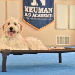 Murphy at Neuman K-9 Academy. Murphy at Neuman K-9 Academy.