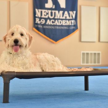 Neuman K-9 Academy - Murphy at Neuman K-9 Academy. - Pet Training Near Me - Hugo, Minnesota Neuman K-9 Academy - Murphy at Neuman K-9 Academy. - Pet Training Near Me - Hugo, Minnesota