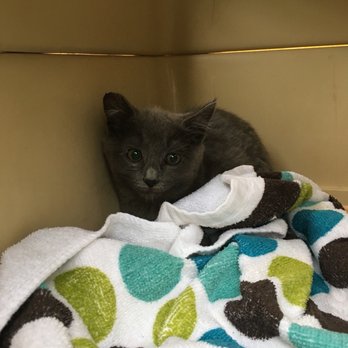 Placer SPCA - Animal Shelters Near Me - Roseville, California