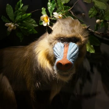 Buffalo Museum of Science - Alex K, This ones for you.
Mandrill, Buffalo Science Museum - Museums Near Me - Buffalo, New York Buffalo Museum of Science - Alex K, This ones for you.
Mandrill, Buffalo Science Museum - Museums Near Me - Buffalo, New York