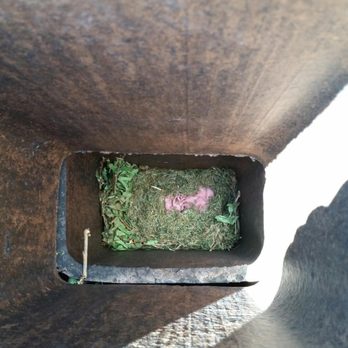 Critter Control - Baby squirrels in a chimney - Pest Control Near Me Critter Control - Baby squirrels in a chimney - Pest Control Near Me