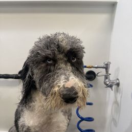 Bear in the tub