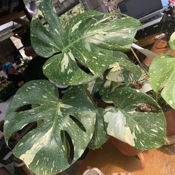 Corner Copia Gardens - Variegated monstera - Nurseries & Gardening Near Me - Fairhope, Alabama